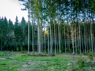 Wiederaufforstung im Mischwald im Frühjahr