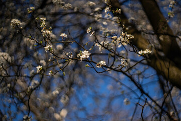 Spring branch with white blooming tree flowers.