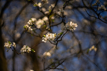 Spring branch with white blooming tree flowers.