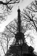 View of the Eiffel Tower through tree branches
