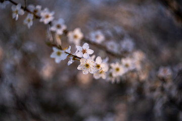 Spring branch with white blooming tree flowers.