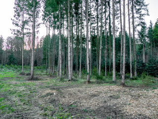 Wiederaufforstung im Mischwald im Fr&uuml;hjahr