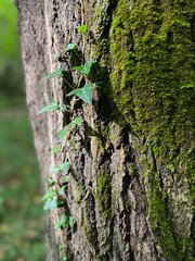 The green Ivy climbs elegantly up a tree trunk, beautifully covered in lush moss