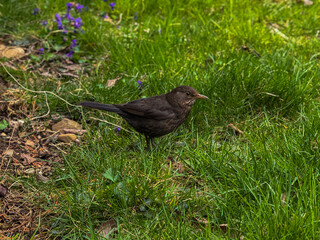 Little black bird in the bright green grass in the yard