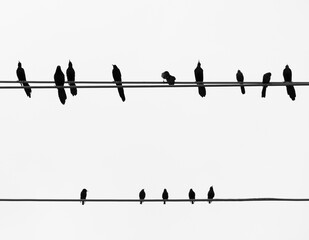 Grackles Perched on a Cable with Common Starlings Perched on a Lower Cable Photographed Against a White Sky