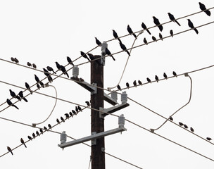 Grackles and Starlings Perched on Overhead Utility Wires Against a White Sky