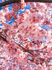 pink cherry blossom