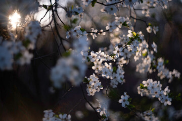 Spring branch with white blooming tree flowers.