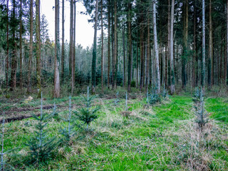 Wiederaufforstung im Mischwald im Frühjahr