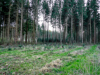 Wiederaufforstung im Mischwald im Frühjahr