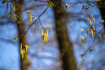 Fresh spring tree branches.