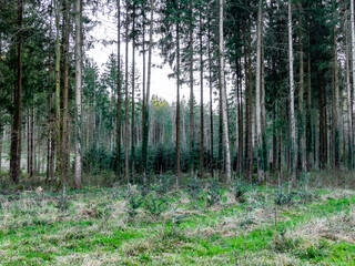 Wiederaufforstung im Mischwald im Fr&uuml;hjahr