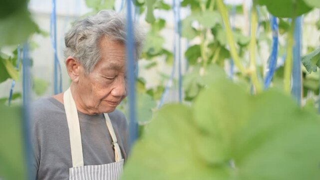 Agricultural concept of 4k Resolution. . An old woman is checking the growth of melon trees in the garden.