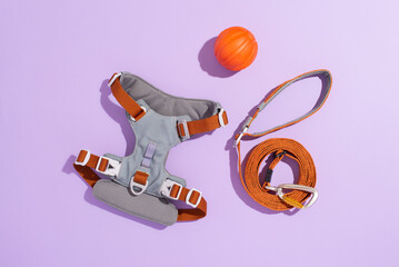 Beautiful colorful dog harness and leash on purple background. Ammunition for dog