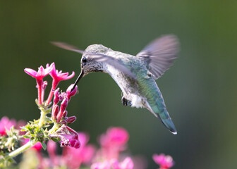 A green Anna's hummingbird feeding on the nectar of bright pink wildflowers in a garden in California.  © Steve Azer
