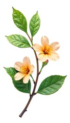 Obraz premium Leafy branches with delicate flowers isolated on white background, leaf branch flower, natural