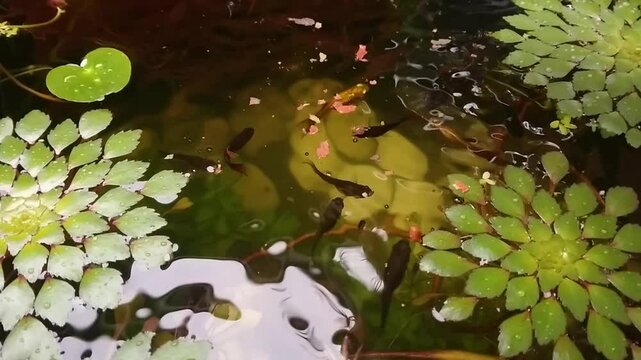Colorful fat livebearer fish feeding frenzy. Hand feeding fish flakes to guppy fish in pond.