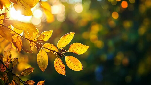Golden autumn leaves backlit by sunlight in forest