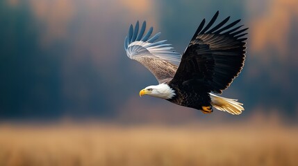 Fototapeta premium Majestic Eagle in Flight Captured Against a Softly Blurred Natural Background with Warm Tones