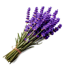 Lavender flower with transparent background