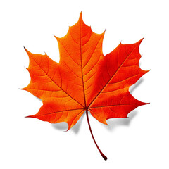 Fototapeta premium Autumn maple leaf, vibrant orange color, transparent background