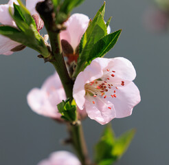 pink peach blossom