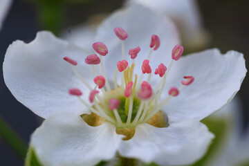 pear blossom