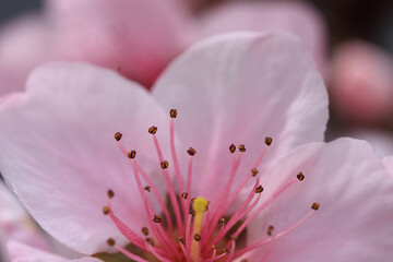 pink peach blossom