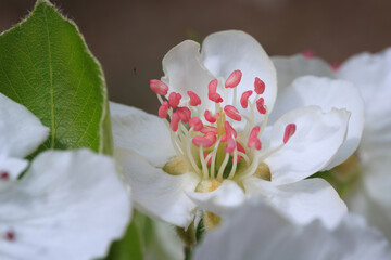 pear blossom