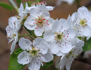 pear blossom