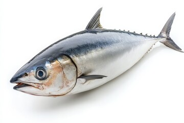 Fototapeta premium A close up studio shot of a fresh tuna fish