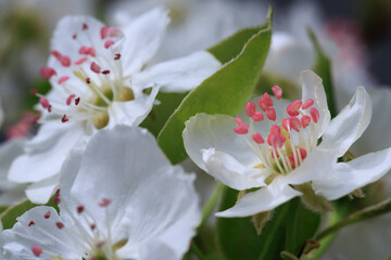 pear blossom