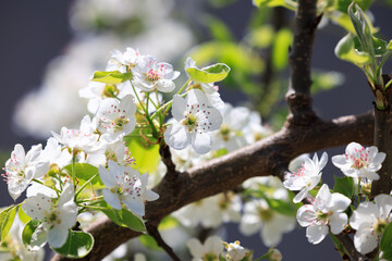 pear blossom