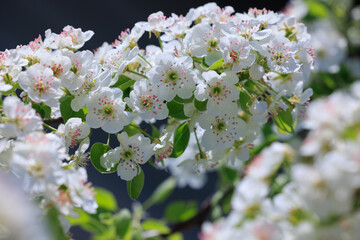 pear blossom