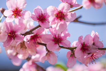 pink peach blossom