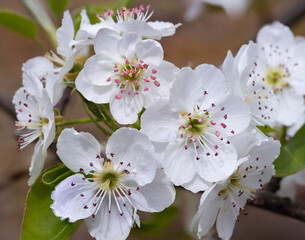 pear blossom
