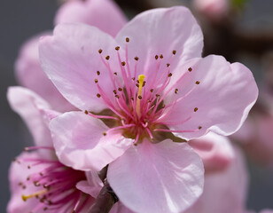 pink peach blossom
