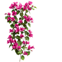 Bougainvillea Vine with Cascading Magenta Flowers Isolated on Transparent Background