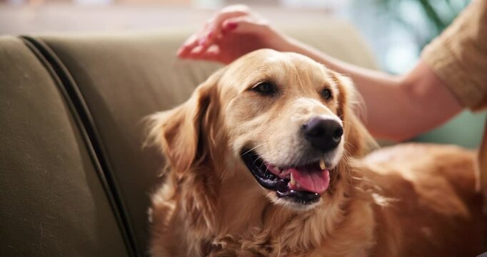 Woman, sofa and hands pet dog in home for animal care, protection and domestic companion. Loyalty, owner and golden retriever in lounge with stroke, scratch and relax for comfort, affection and love