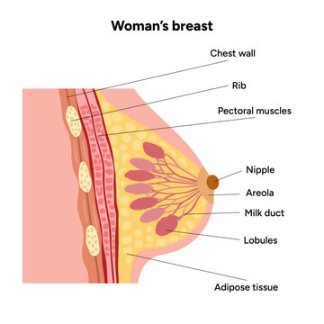 Areola Images – Browse 4,158 Stock Photos, Vectors, and Video | Adobe Stock