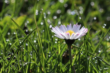 Lawn daisy and dewy grass, closeup