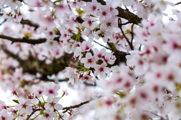 Cherry blossom petals flowers from close