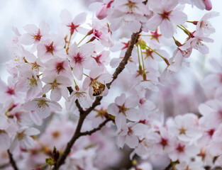 A bee on the cherry blossom pollinating the tree
