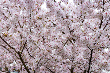 Cherry blossom petals flowers from close