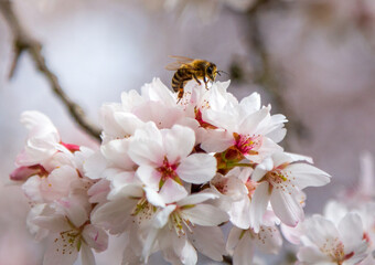 A bee on the cherry blossom pollinating the tree