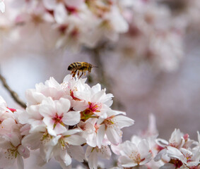 A bee on the cherry blossom pollinating the tree