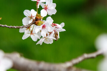 A bee on the cherry blossom pollinating the tree
