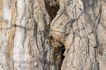 old textured salix trunk close-up