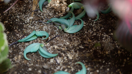 fallen Jade Vine or Strongylodon macrobotrys blossoms on soil at the conservatory