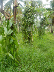 Plantation of Flat-leaved Vanilla (Vanilla planifolia) plants on a rainy day in the L'Union Estate park, La Digue island, Seychelles